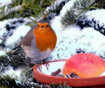 Traditional Christmas Bird